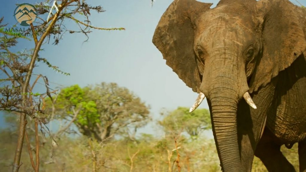 Serengeti Animals