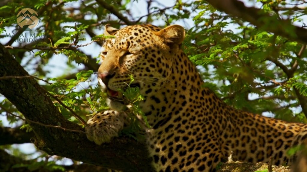 Serengeti Animals