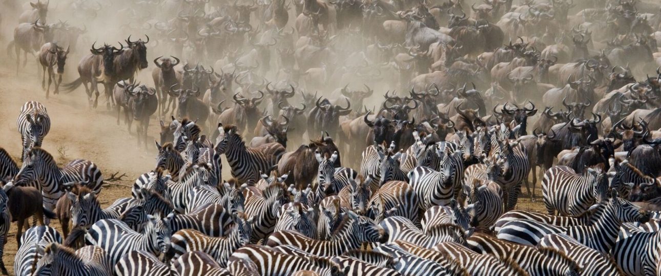 Serengeti Wildebeest Migration