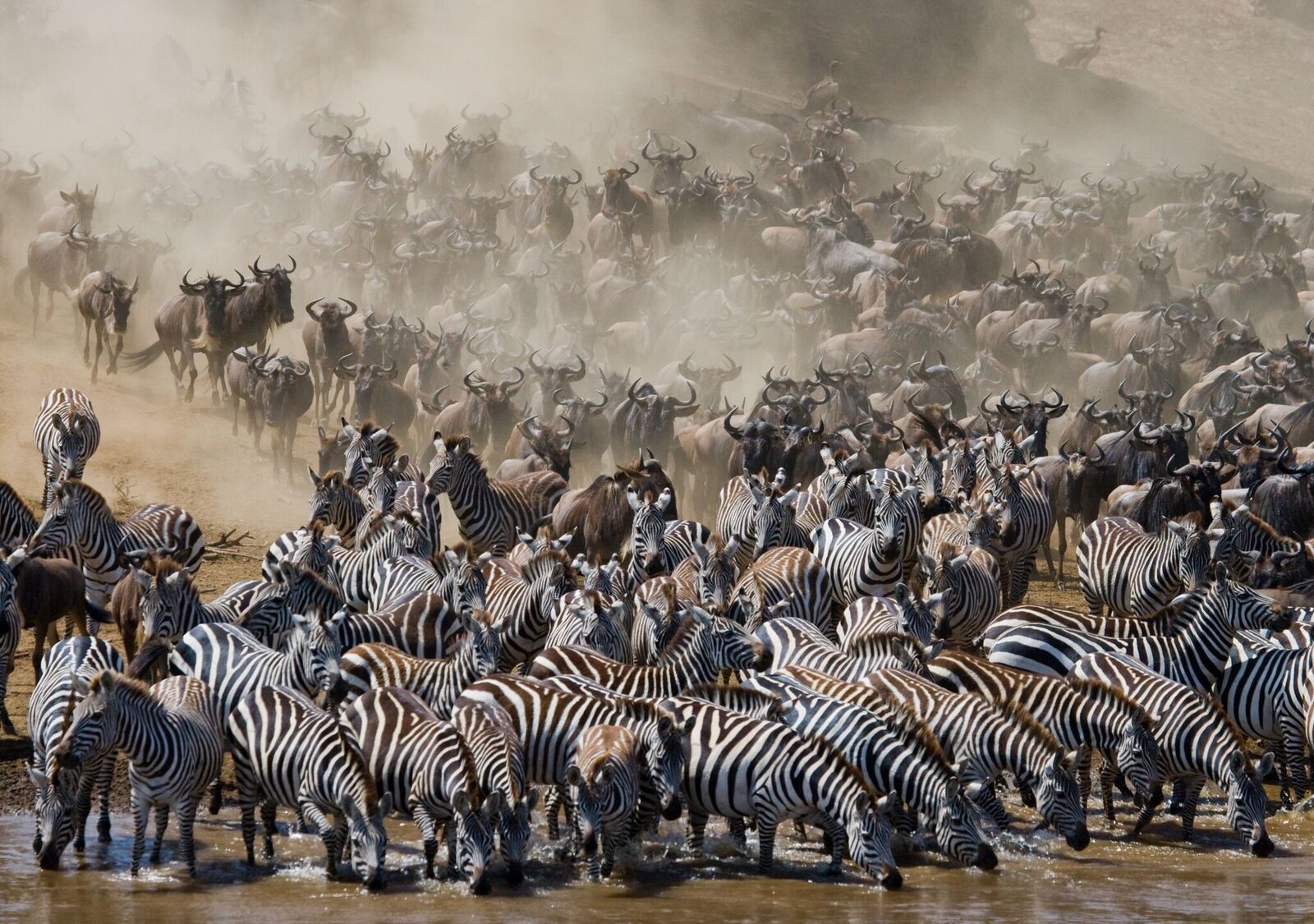 serengeti migration