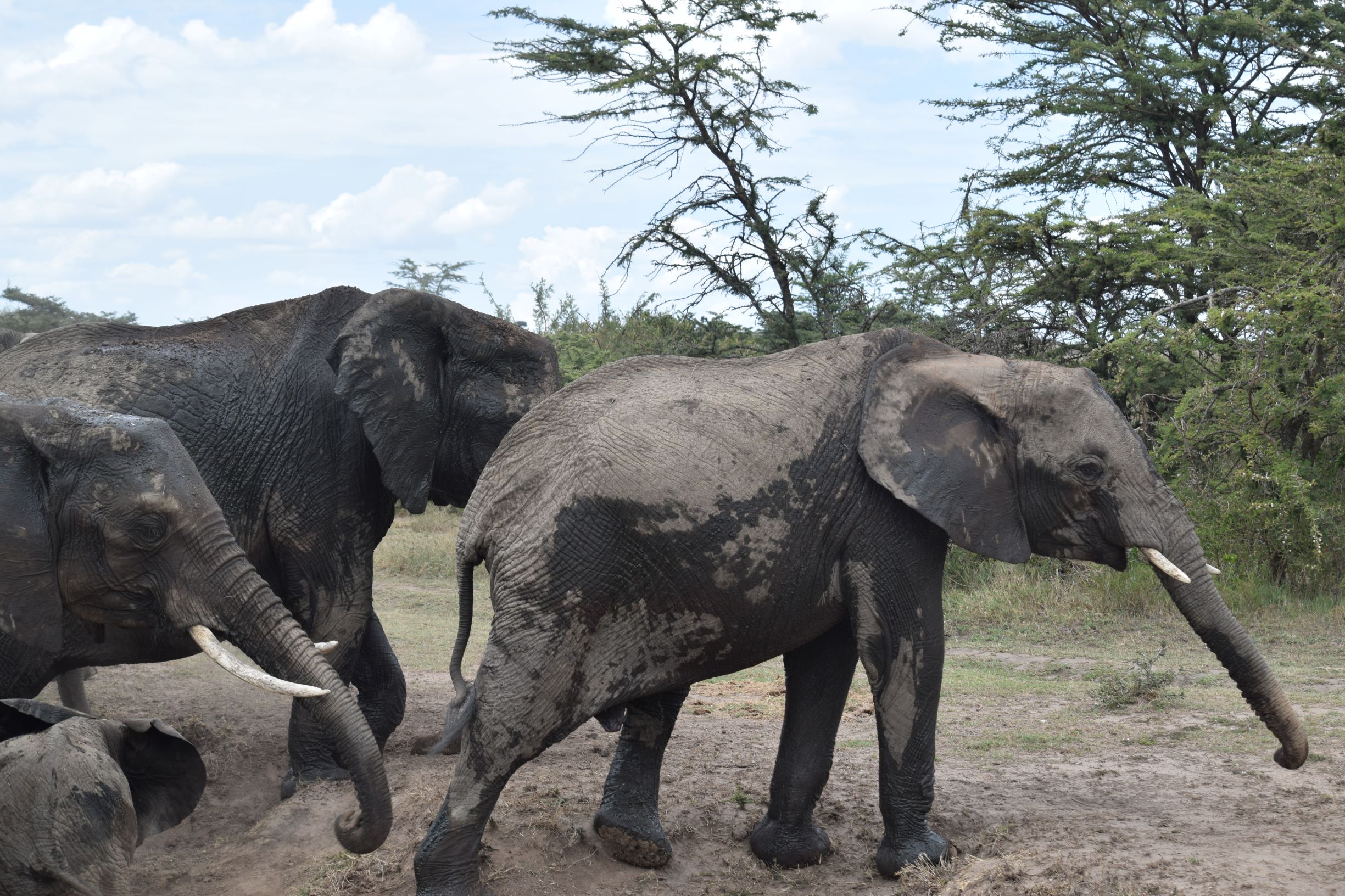 Serengeti Animals - Wildlife in Serengeti