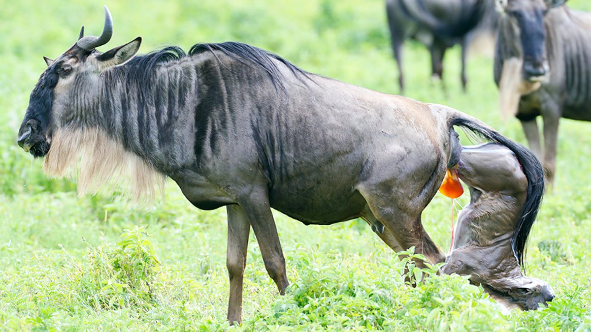Serengeti calving seaon