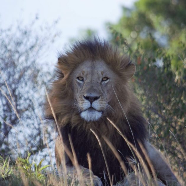 serengeti safari