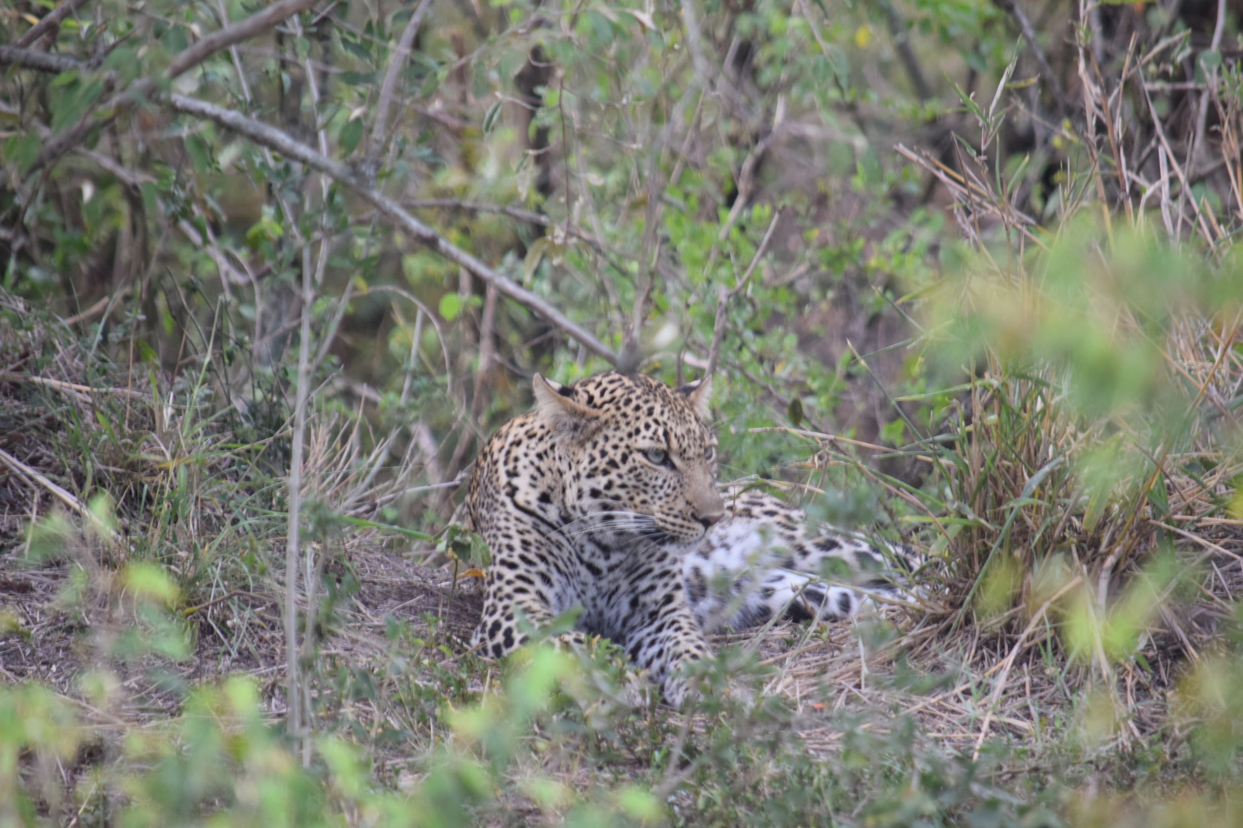 Masai Mara, Serengeti & Ngorongoro Lodge Safari