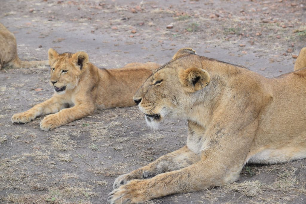 Kenya and Tanzania safari