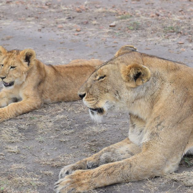 Kenya and Tanzania safari