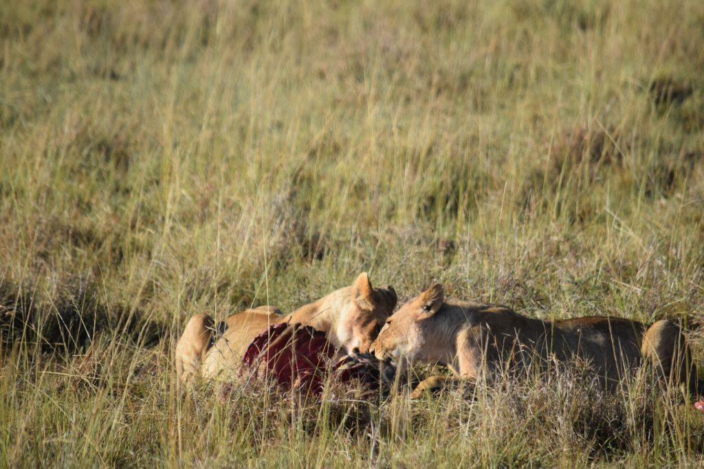 Tanzania Kenya Safari