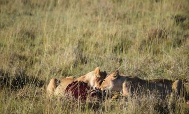 Tanzania Kenya Safari