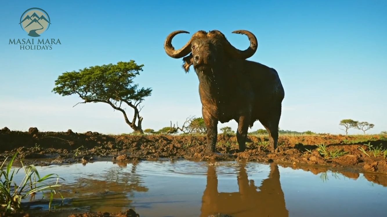 serengeti national park trips