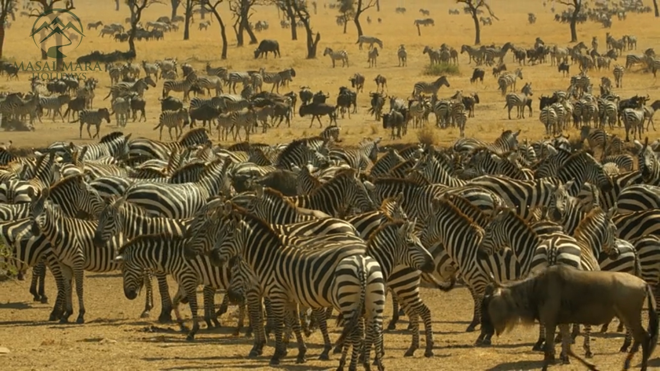 serengeti national park safari packages