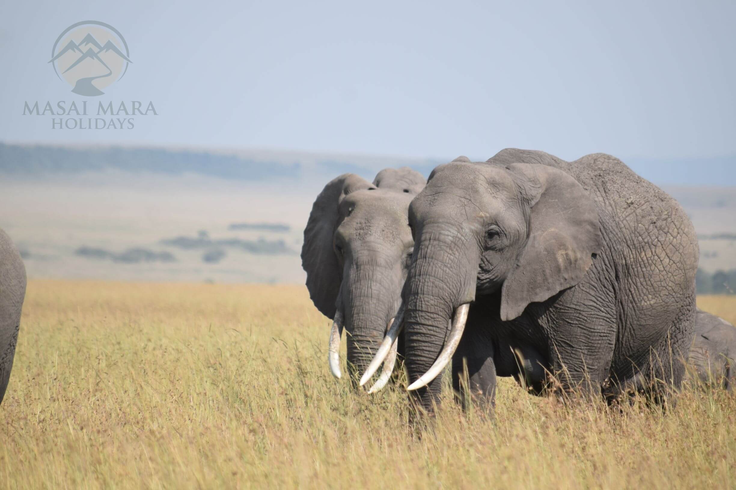 serengeti national park tours (5)