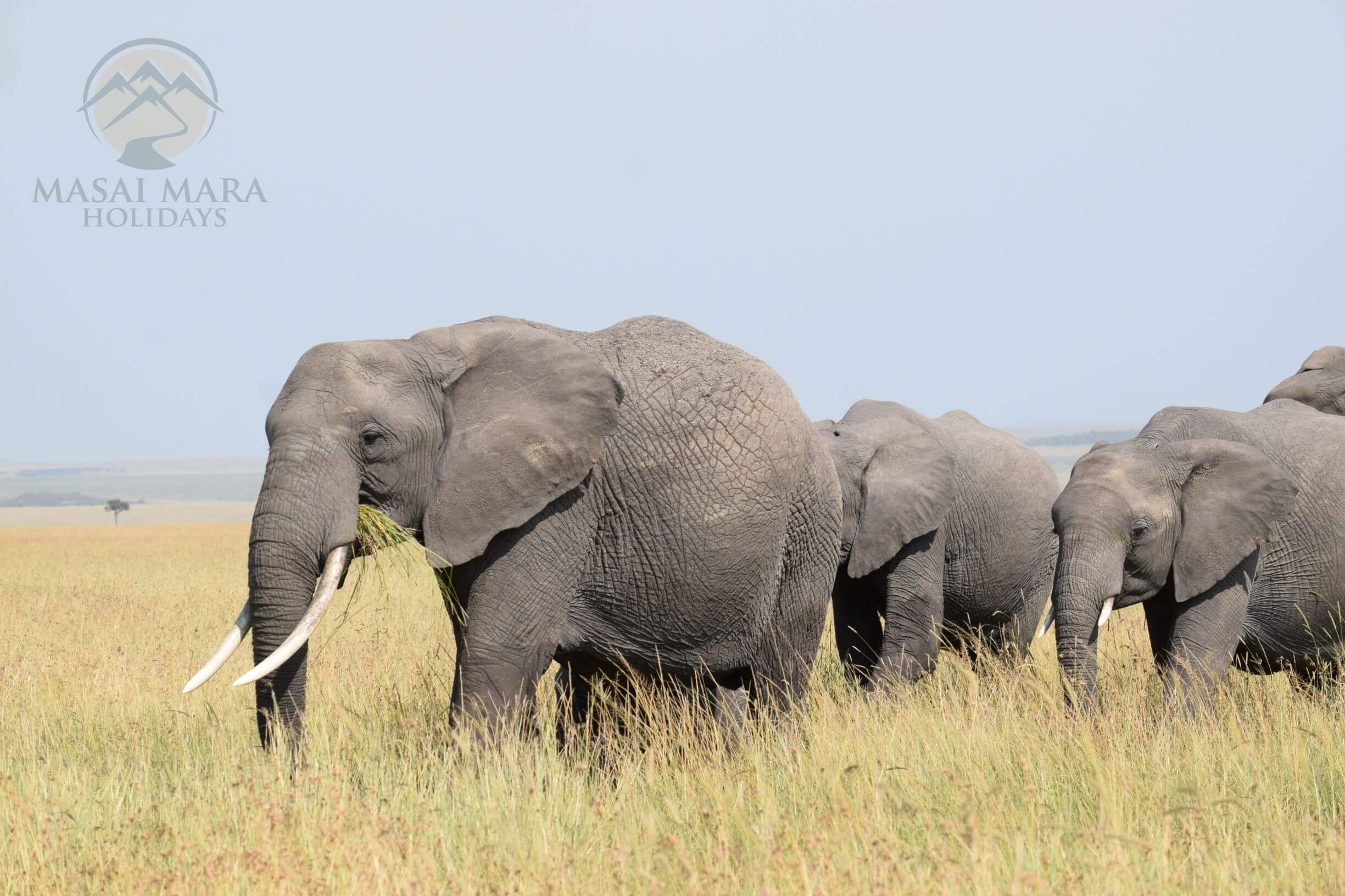 serengeti safari tour