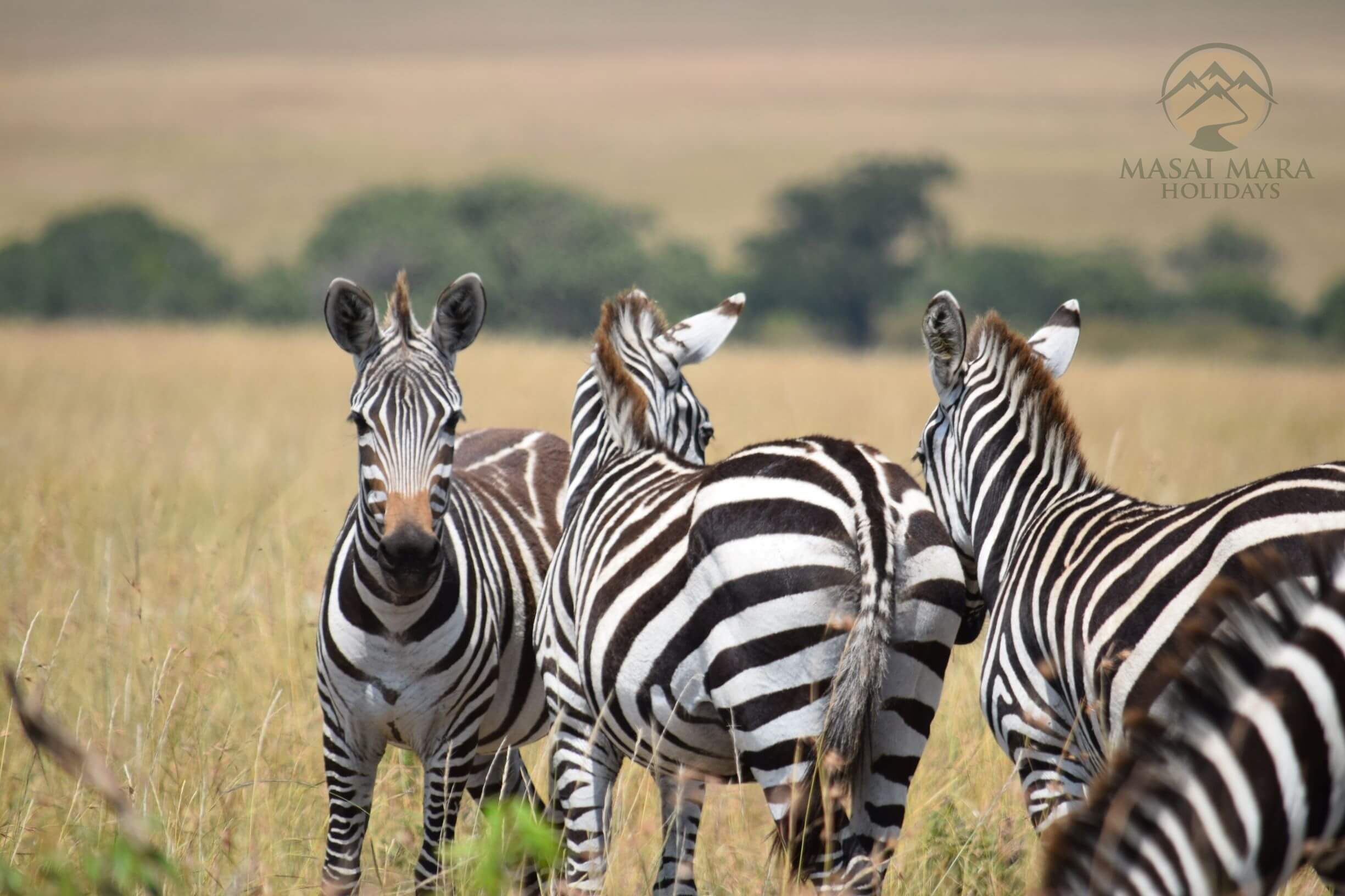Serengeti Safari Tour - Serengeti National Park, Tanzania
