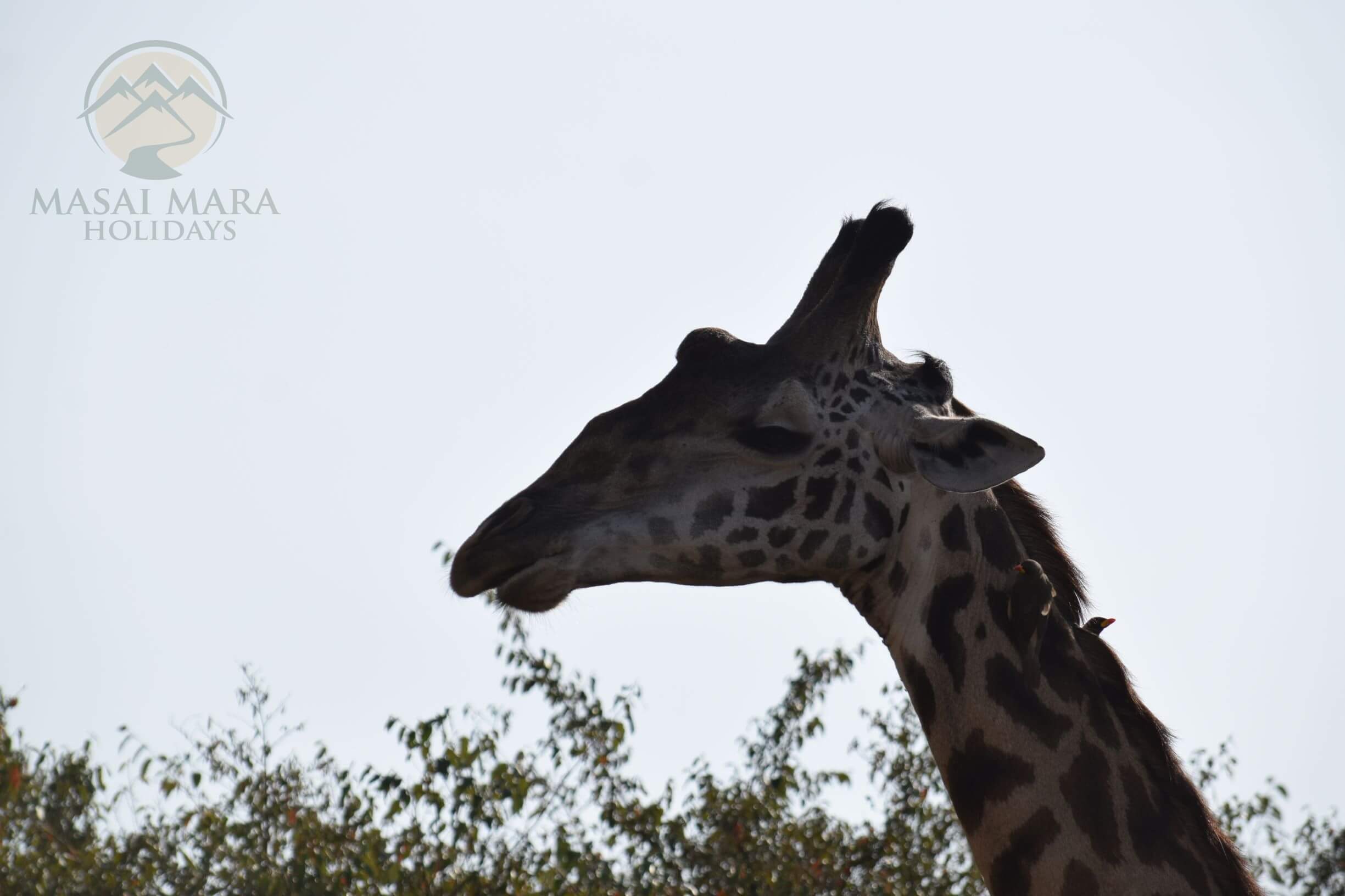 Serengeti tours