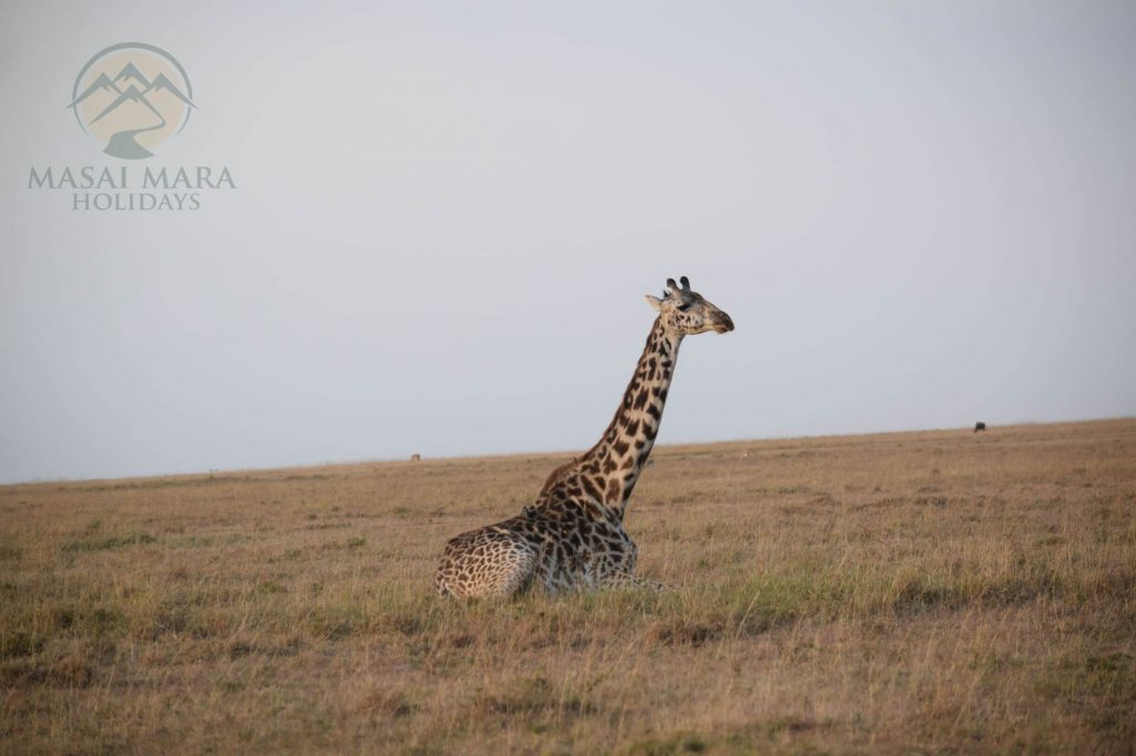 Northern Serengeti