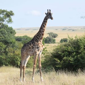 8 Day Masai Mara, Serengeti, and Ngorongoro Safari