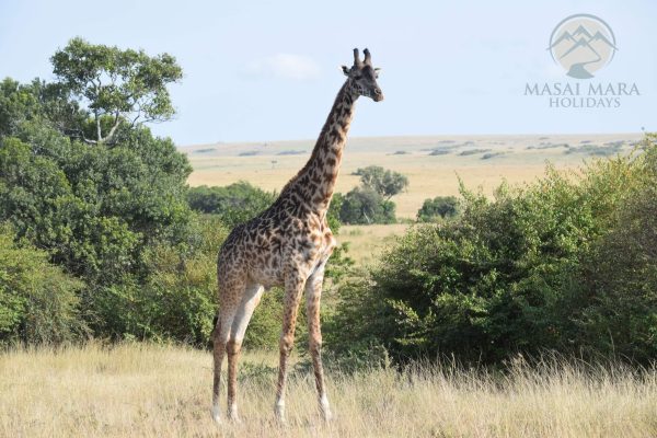 8 Day Masai Mara, Serengeti, and Ngorongoro Safari