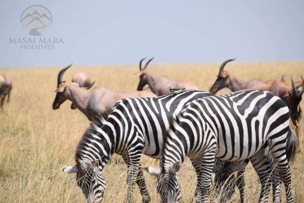 7 Day Best of Tanzania Wildlife Safari