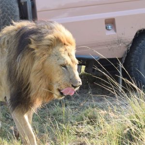 7 Day Serengeti, Ngorongoro, and Gorilla Trekking Safari