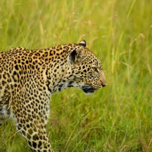 5 Days Serengeti, Tarangire, Lake Manyara and Ngorongoro Safari