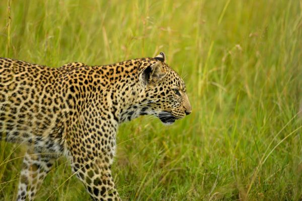 5 Days Serengeti, Tarangire, Lake Manyara and Ngorongoro Safari