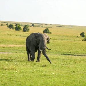 10 Day Tanzania and Kenya Safari