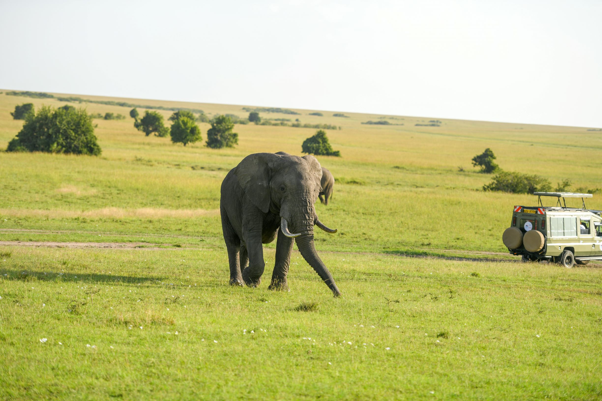 serengeti tours