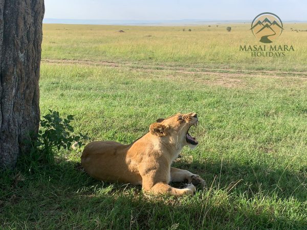 3 Day Serengeti Safari Tour