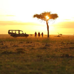 serengeti safari (1)