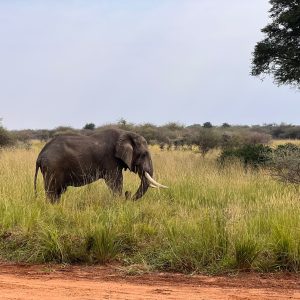 serengeti safari (7)