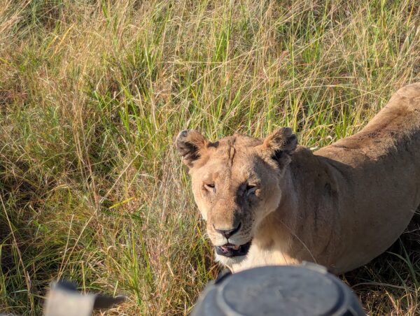 4 Day Serengeti Fly-in Safari