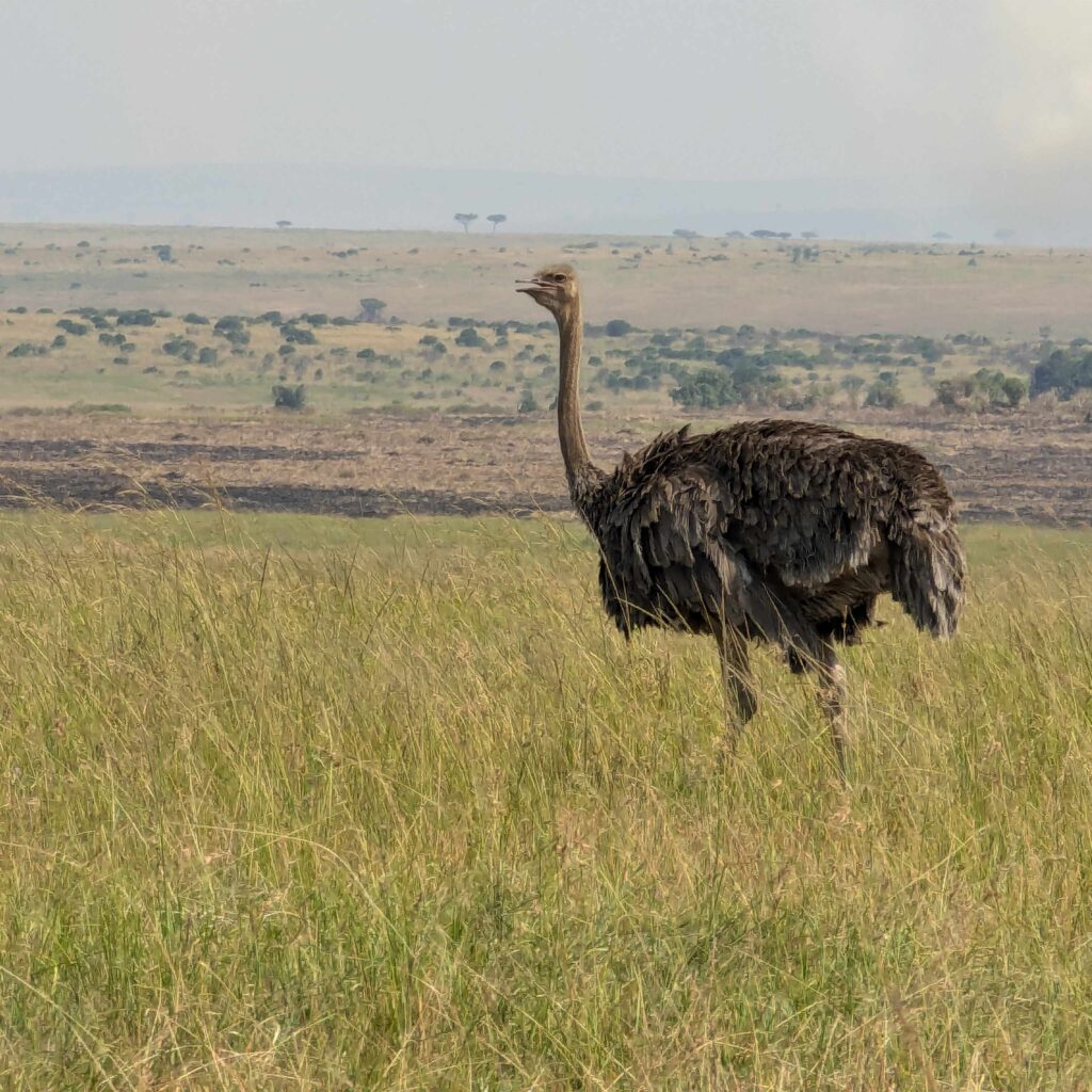 african safari serengeti