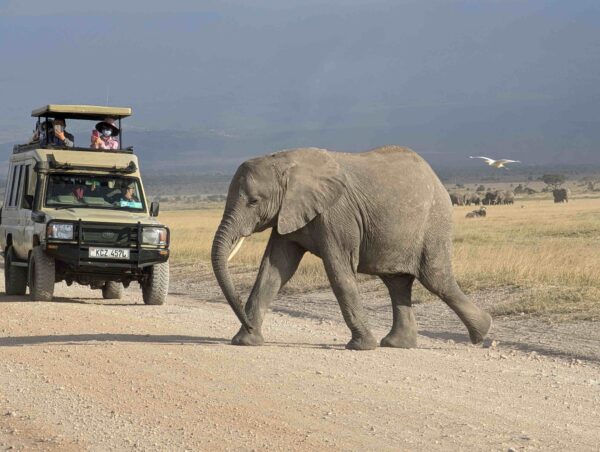 Luxury private safari expedition on the boundless East African plains