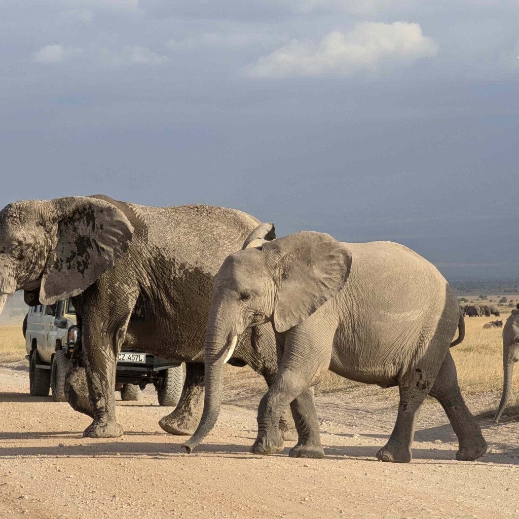 safari tours serengeti