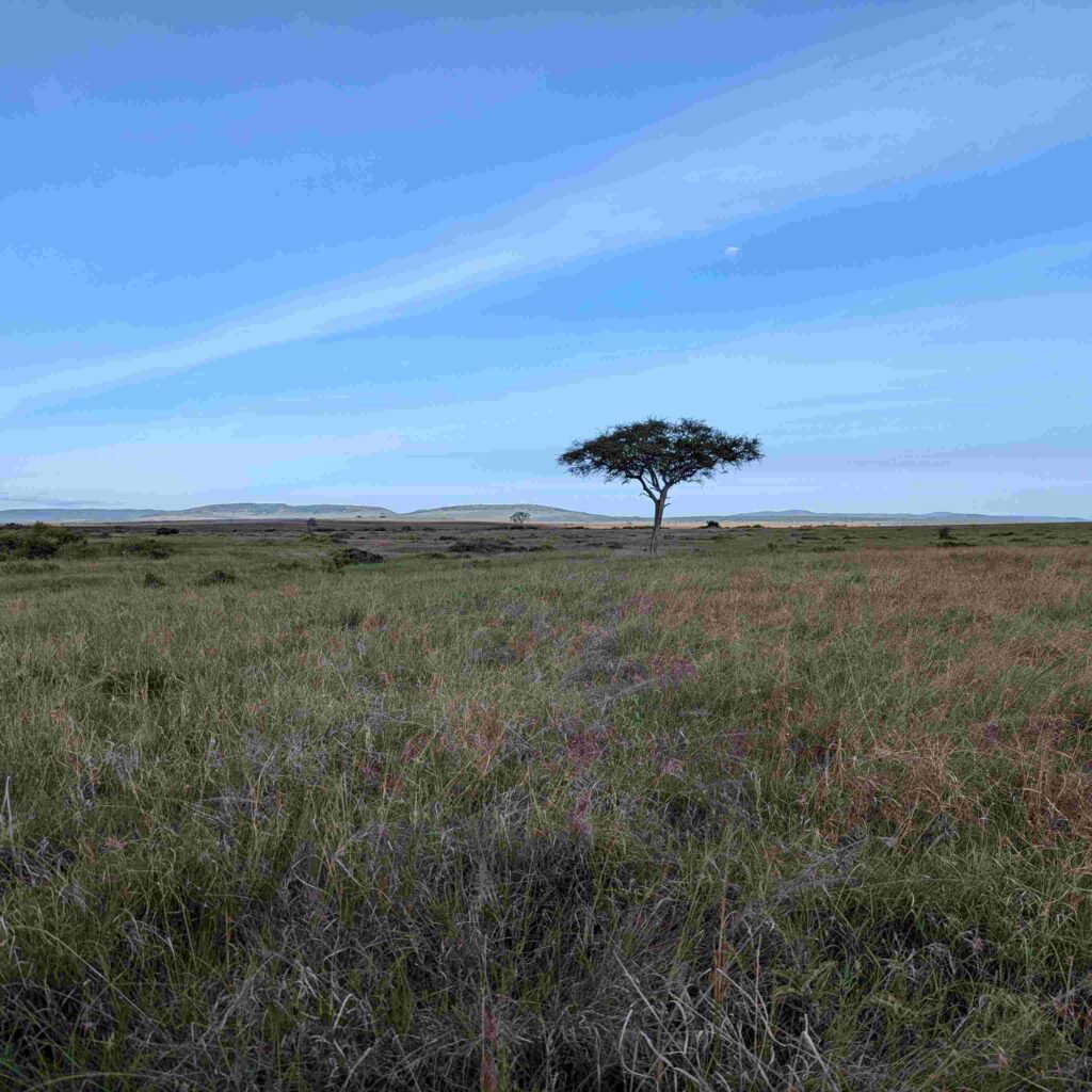 serengeti photography