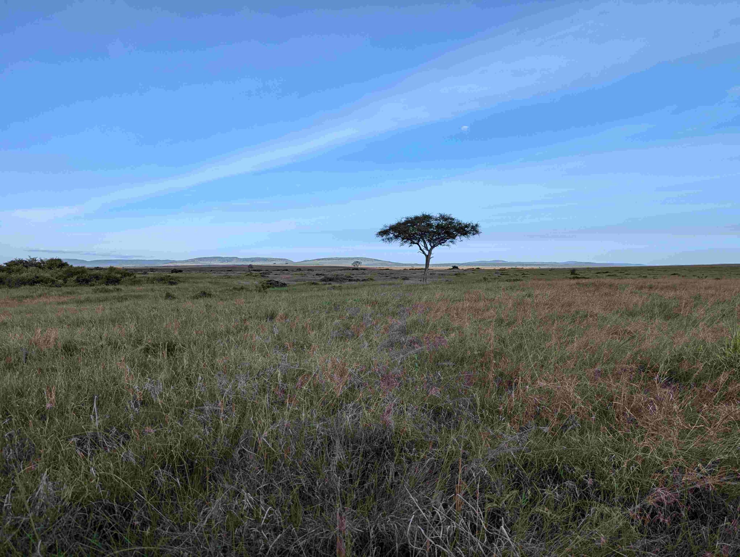 serengeti photography